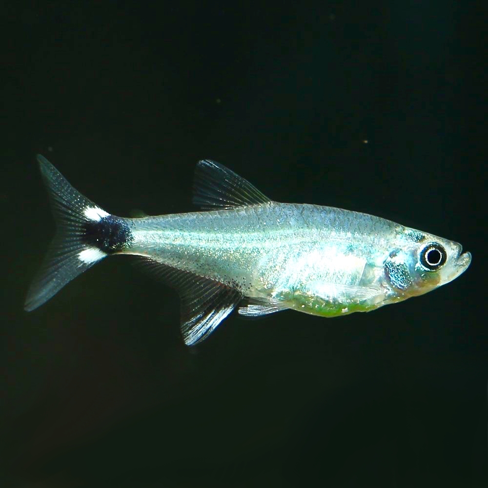 Aphyoch.paraguayens   White spot tetra M